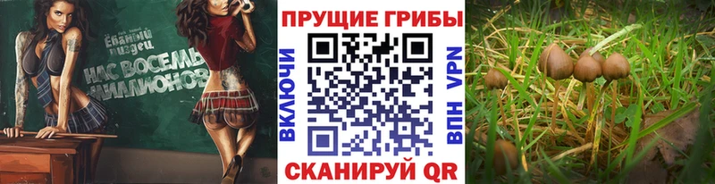 Галлюциногенные грибы MAGIC MUSHROOMS  Купить где  Богданович 